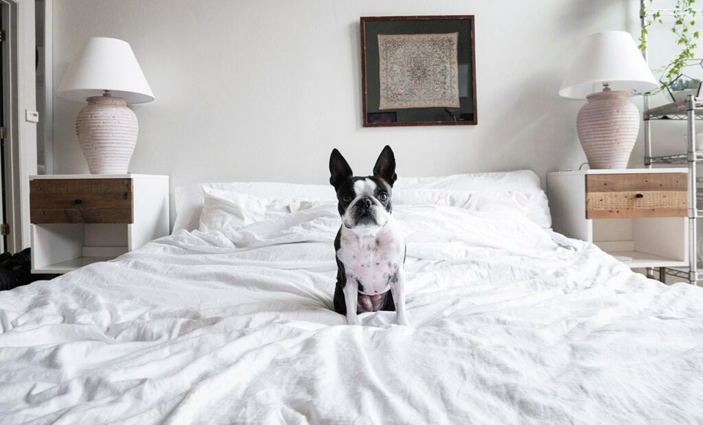 A Boston terrier sitting on top of a white bed in MILLBURY. | Spark Living